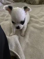Milkdud, a male Chihuahua for sale in Shreveport, LA – 2 of 10