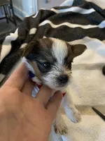 Sedan, a female Chihuahua and Yorkshire Terrier for sale in Shreveport, LA – 2 of 9