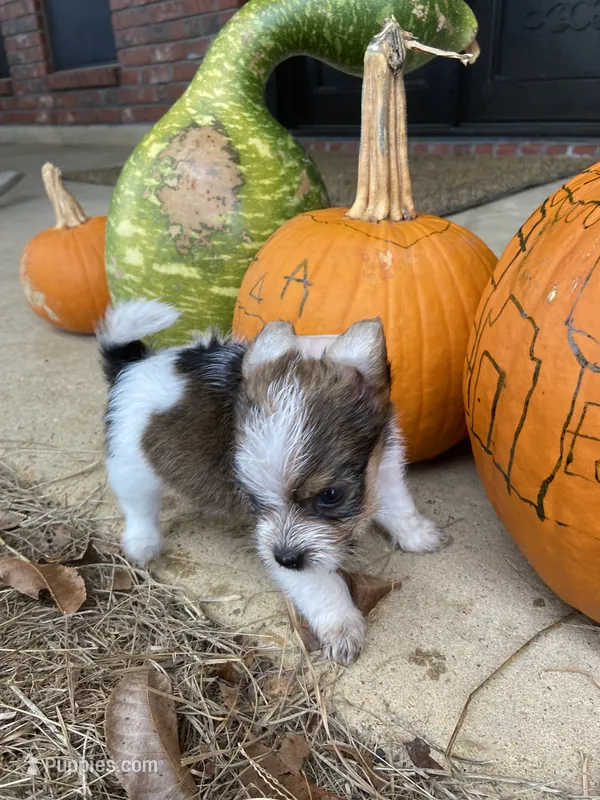 Sedan – Chihuahua, Yorkshire Terrier puppy for sale in Shreveport, LA