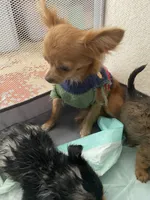 Jose’, a female Chihuahua for sale in Shreveport, LA – 7 of 9