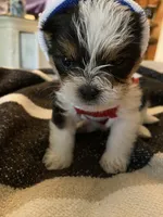 FatBob , a male Chihuahua and Yorkshire Terrier for sale in Shreveport, LA – 3 of 5