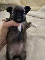 Josie, a female Chihuahua for sale in Shreveport, LA – 3 of 7