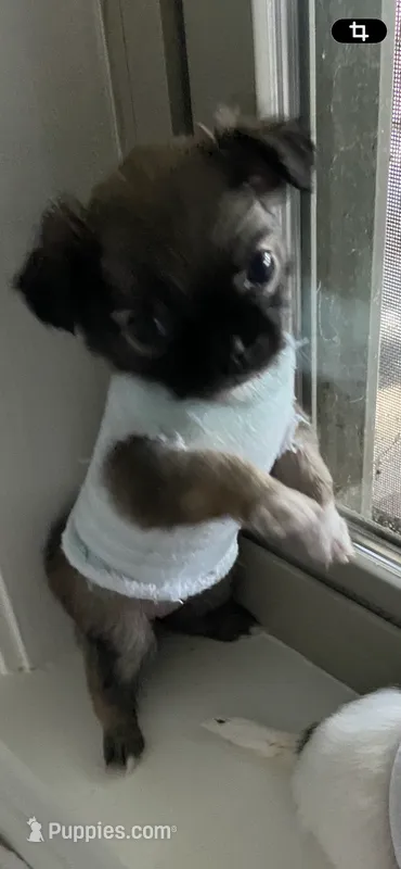 Josie – Chihuahua puppy for sale in Shreveport, LA