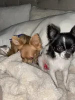 Josie, a female Chihuahua for sale in Shreveport, LA – 7 of 7