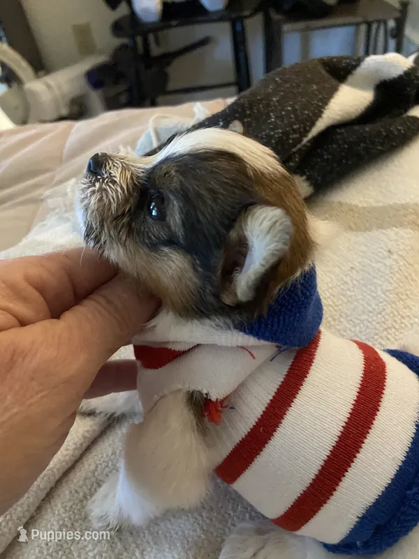 Sedan – Chihuahua, Yorkshire Terrier puppy for sale in Shreveport, LA