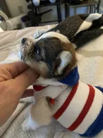 Sedan, a female Chihuahua and Yorkshire Terrier for sale in Shreveport, LA – 1 of 9