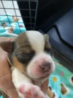 Sedan, a female Chihuahua and Yorkshire Terrier for sale in Shreveport, LA – 5 of 9