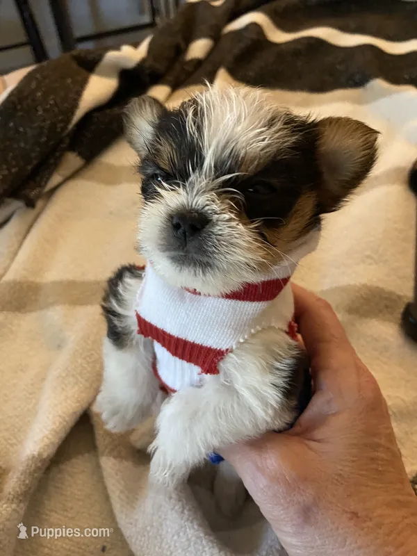 FatBob  – Chihuahua, Yorkshire Terrier puppy on hold in Shreveport, LA