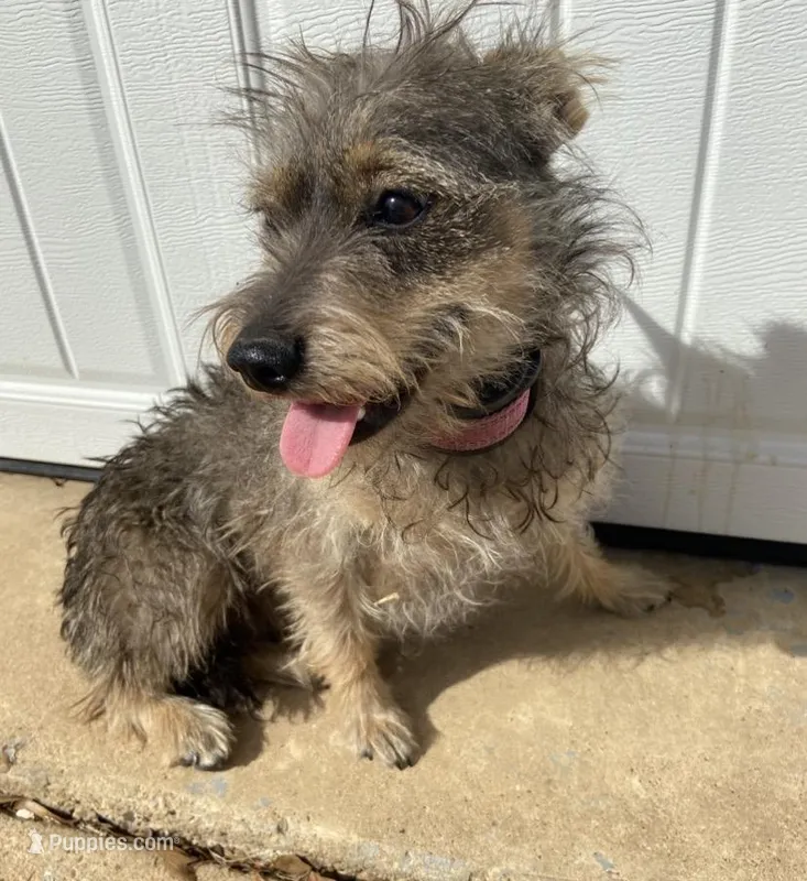 Baby girl, a female Chihuahua and Yorkshire Terrier for sale in Shreveport, LA – Photo 1 of 4