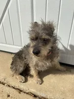 Baby girl, a female Chihuahua and Yorkshire Terrier for sale in Shreveport, LA – Photo 2 of 4