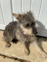 Baby girl, a female Chihuahua and Yorkshire Terrier for sale in Shreveport, LA – Photo 3 of 4
