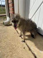 Baby girl, a female Chihuahua and Yorkshire Terrier for sale in Shreveport, LA – Photo 4 of 4