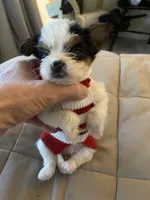 Luxury Betty, a female Chihuahua and Yorkshire Terrier for sale in Shreveport, LA – 2 of 5
