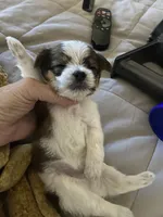 Sedan, a female Chihuahua and Yorkshire Terrier for sale in Shreveport, LA – 9 of 9