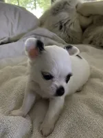 Milkdud, a male Chihuahua for sale in Shreveport, LA – 4 of 10
