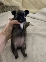 Jose’, a female Chihuahua for sale in Shreveport, LA – 4 of 9