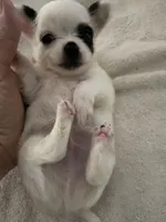Milkdud, a male Chihuahua for sale in Shreveport, LA – 7 of 10
