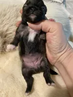 Jose’, a female Chihuahua for sale in Shreveport, LA – 2 of 9