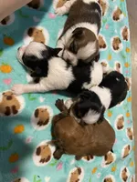 Minnie Cooper, a female Chihuahua and Yorkshire Terrier for sale in Shreveport, LA – 2 of 8