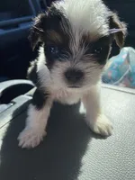 FatBob , a male Chihuahua and Yorkshire Terrier for sale in Shreveport, LA – 4 of 5