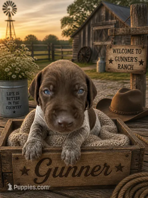 Gunner – German Shorthaired Pointer puppy for sale in Banning, CA