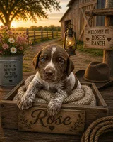 Rose, a female German Shorthaired Pointer for sale in Banning, CA – 1 of 2