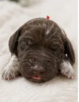 Kimber, a female German Shorthaired Pointer for sale in Banning, CA – 2 of 2