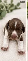 Rose, a female German Shorthaired Pointer for sale in Banning, CA – 2 of 2