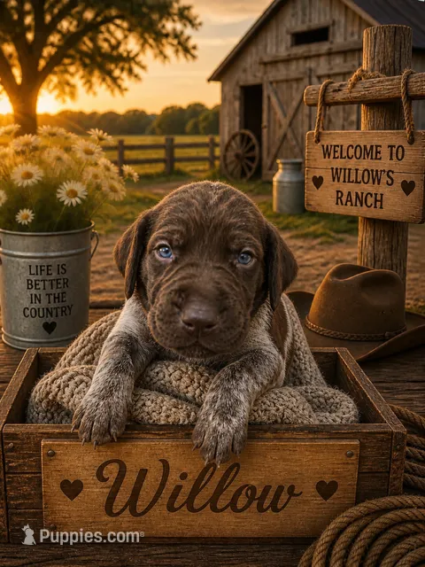Willow – German Shorthaired Pointer puppy for sale in Banning, CA