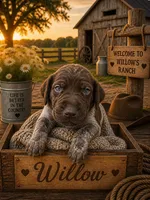 Willow, a female German Shorthaired Pointer for sale in Banning, CA – 1 of 1