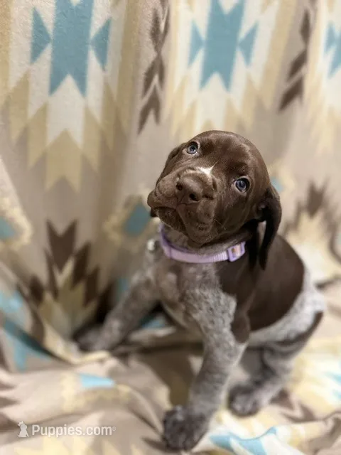 Remi – German Shorthaired Pointer puppy for sale in Banning, CA