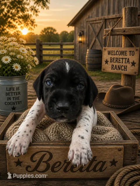 Bretta – German Shorthaired Pointer puppy for sale in Banning, CA