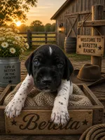 Bretta, a female German Shorthaired Pointer for sale in Banning, CA – 1 of 2