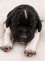 Bretta, a female German Shorthaired Pointer for sale in Banning, CA – 2 of 2