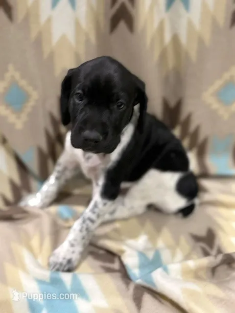 Beretta – German Shorthaired Pointer puppy for sale in Banning, CA