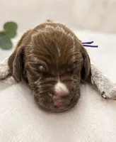 Remi, a female German Shorthaired Pointer for sale in Banning, CA – 2 of 2