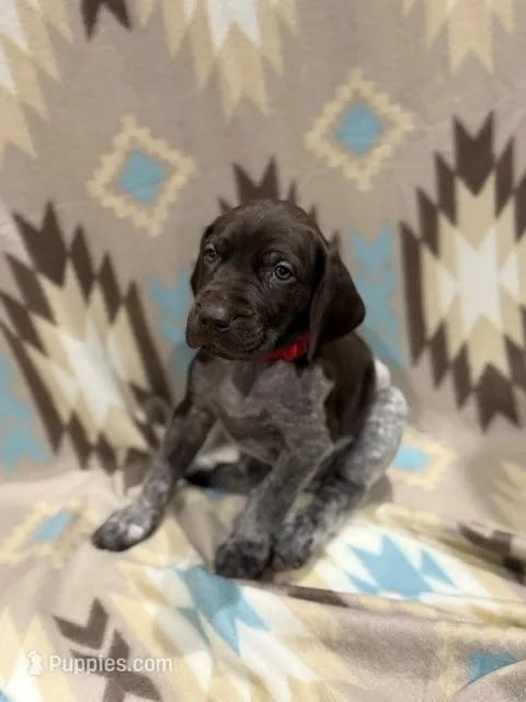 Kimber – German Shorthaired Pointer puppy for sale in Banning, CA