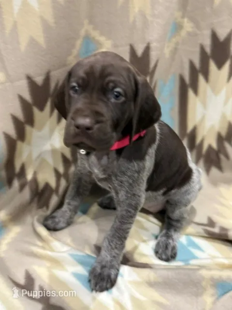 Willow – German Shorthaired Pointer puppy for sale in Banning, CA