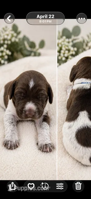Gunner – German Shorthaired Pointer puppy for sale in Banning, CA
