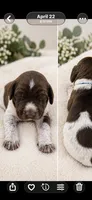 Gunner, a male German Shorthaired Pointer for sale in Banning, CA – 2 of 2