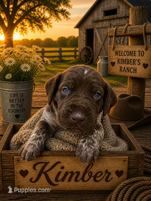 Kimber – German Shorthaired Pointer puppy for sale in Banning, CA