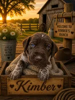 Kimber, a female German Shorthaired Pointer for sale in Banning, CA – 1 of 2