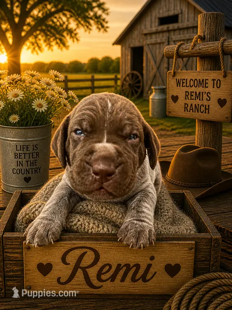 Remi – German Shorthaired Pointer puppy for sale in Banning, CA