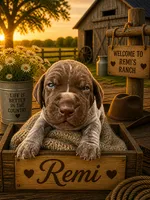 Remi, a female German Shorthaired Pointer for sale in Banning, CA – 1 of 2