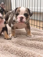 Sadie, a female English Bulldog for sale in Beatrice, NE – 3 of 4