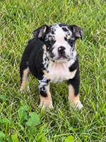 Sophie, a female English Bulldog for sale in Beatrice, NE – 1 of 3