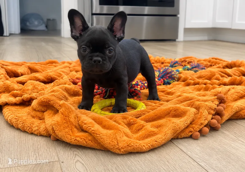 Reno – French Bulldog puppy for sale in Beatrice, NE