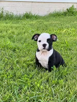 Sasha, a female English Bulldog for sale in Beatrice, NE – 4 of 4