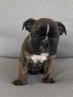 Gabs, a female English Bulldog for sale in Beatrice, NE – 3 of 6