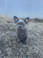 Bling, a male French Bulldog for sale in Beatrice, NE – Photo 3 of 3